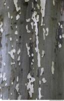 Tree Bark 0023